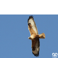 گونه سارگپه پا بلند Long-legged Buzzard